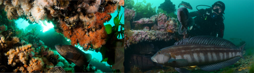 diving sites abramar buceo