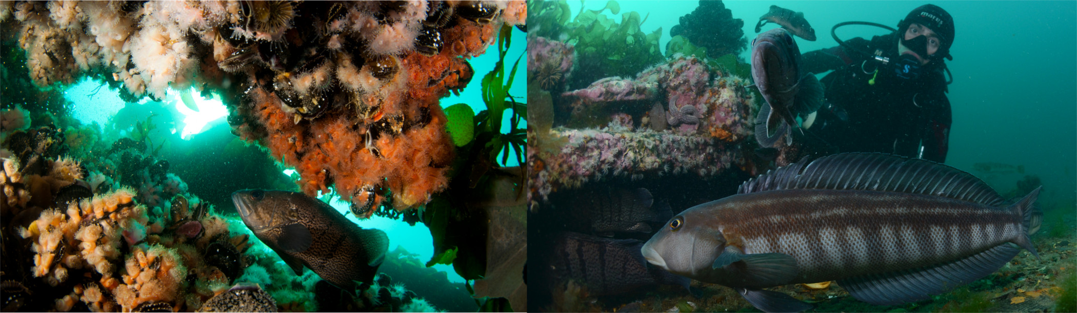 Sitios de buceo abramar buceo